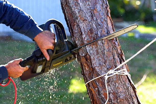 Reliable Enlow, PA Tree Services Solutions